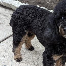 Cheese Puff - Poodle
