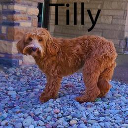 Tilly - Goldendoodle