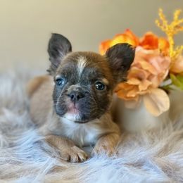 French Bulldog Puppies from Shining K Ranch