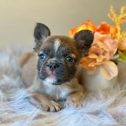 French Bulldog Puppies from Shining K Ranch