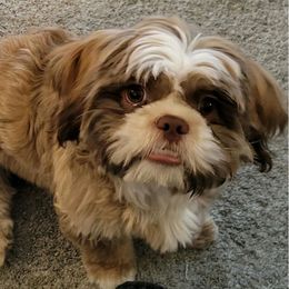 Cosmic - Liver and white Shih Tzu puppy in California from Jessica Diangson's Shih Tzus