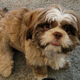 Cosmic - Liver and white Shih Tzu puppy in California from Jessica Diangson's Shih Tzus