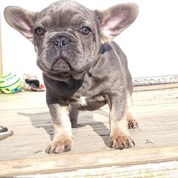 Girl 3 - Blue fawn French Bulldog puppy in Charlotte, North Carolina from Solid Bulls Kamp LLC