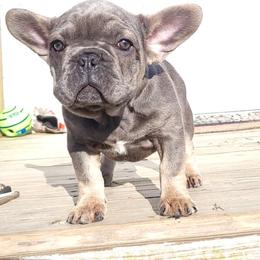 Girl 3 - Blue fawn French Bulldog puppy in Charlotte, North Carolina from Solid Bulls Kamp LLC