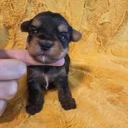 Jayda - Black and tan female Yorkshire Terrier puppy in Clermont, Florida from Bella's Prissy Butts