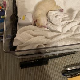 West Highland White Terrier Puppies from aquaBlanca