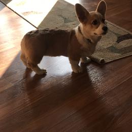 Pembroke Welsh Corgi Puppies from Edgewood Farm