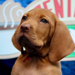 Monica - Golden rust female Vizsla puppy in Bloomington, Indiana from Envizion