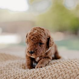 Goldendoodle and Sheepadoodle Puppies from Red River Goldendoodles