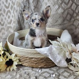 Freckles - Merle male Chihuahua puppy in Decatur, Illinois from We R Puppies