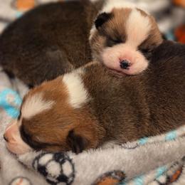 Lucky - Sable male Pembroke Welsh Corgi puppy in Mouth Of Wilson, Virginia from Holly Ridge Aussies, Aussiedoodles & Corgis