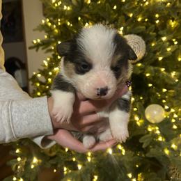 Boy 2 - Black and tan male Pembroke Welsh Corgi puppy in Honey Grove, Texas from JK Ranch Corgis