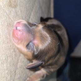 Shaded girl - Sable female Dachshund puppy in West Plains, Missouri from Spring Creek Dachshunds