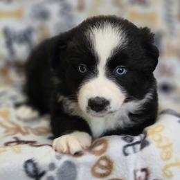 Justice - Black & white female Australian Shepherd puppy in Squaw Valley, California from A&M Australian Shepherds