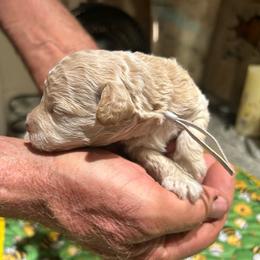 Liberty,   1 week old - Buff male Cockapoo puppy in Crawford, Colorado from Saddle Mountain Doodles
