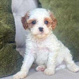 Corduroy🐻 - Blenheim male Cavapoo puppy in Granbury, Texas from Triple Cross Doodles