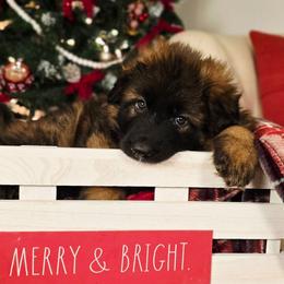 Forest - Sable male German Shepherd puppy in Tippecanoe, Indiana from Mächtiger Barkerheim