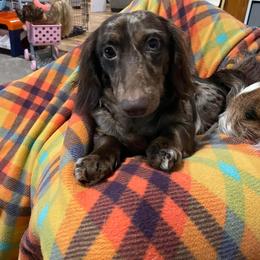 Henry - Dachshund