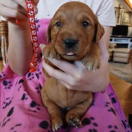 Red - Dark golden female Golden Retriever puppy in Lanesboro, Minnesota from Eagle Ridge Golden Retrievers