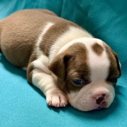 Ginny - Red female Boston Terrier puppy in Kingsport, Tennessee from Dreamweaver Bostons