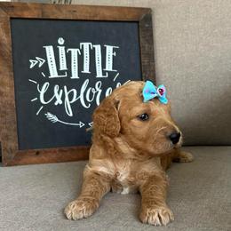 Beacon - Red  female Goldendoodle puppy in Camden, North Carolina from Oopsie Doodles of NC