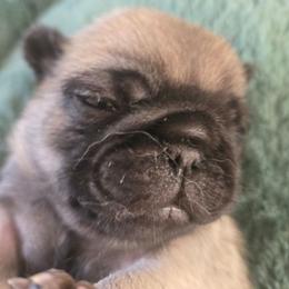 Girl 1 - Fawn female Pug puppy in Gaffney, South Carolina from Sunset Farms