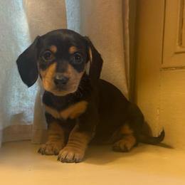 Maeve - Black and tan female Dachshund puppy in Coopersburg, Pennsylvania from Barks and Burrows