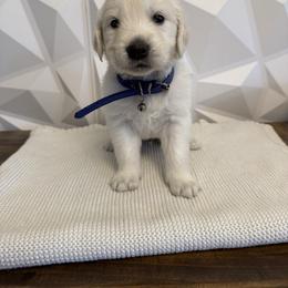 Blue collar - Light golden male Golden Retriever puppy in Radcliff, Kentucky from It’s A Golden Life