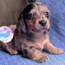 Boy 2 - Dapple male Dachshund puppy in Houston, Texas from L&L 4D Dancer’s Dachshunds