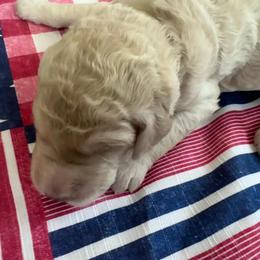 Jefferson - Cream male Goldendoodle puppy in Tybee Island, Georgia from Castaway Doodles