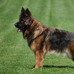 Vennie - German Shepherd