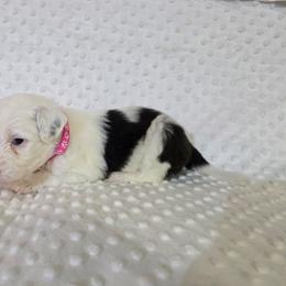 Rachel - Black and white female Sheepadoodle puppy in Weatherford, Texas from Oodles of poodles and doodles