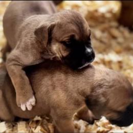 Red Collar - Fawn male Cane Corso puppy in Chesapeake, Virginia from 948 Cane Corso