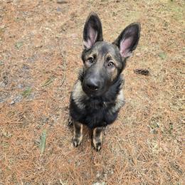German Shepherd Puppies from Alten Kreigern GSD