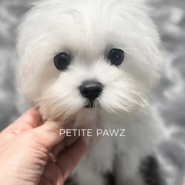Arabella - White female Maltese puppy in Tampa, Florida from Petite Pawz