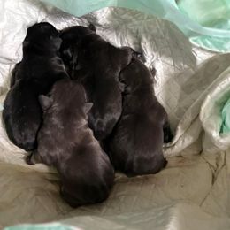 French Bulldog and Yorkshire Terrier Puppies from Tight Pocket House Frenchies & Yorkies