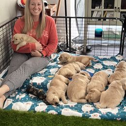 Golden Retriever Puppies from Golden Hour Golden Retrievers