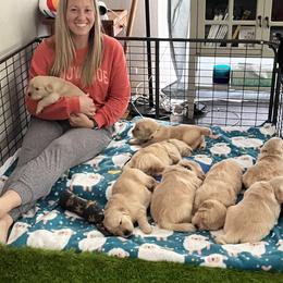 Golden Retriever Puppies from Golden Hour Golden Retrievers