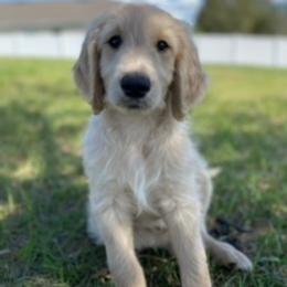 Goldendoodle Puppies from Da Ruba Doodles