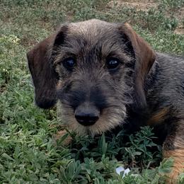 Dachshunds and Leonbergers from Enchanted Desert