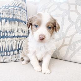 Sunny - Red merle female Miniature Australian Shepherd puppy in Louisville, Mississippi from Kristy’s Kennels
