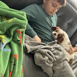 Cavalier King Charles Spaniel Puppies from Cavy Love