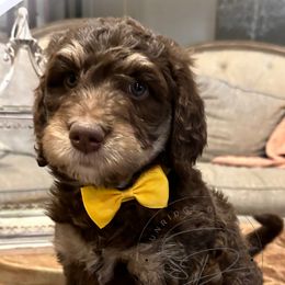 Bernedoodles from Sunridge Doodles