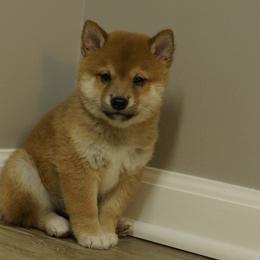 Shiba Inu Puppies from Veronika's Shiba Inus