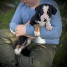 Monkey - Tri-color male Border Collie puppy in North Lakeport, California from Wild Rose Ranch