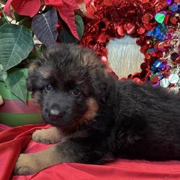 German Shepherd Puppies from Vom Archbold Haus World Class German Shepherds