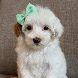 D-Peach Girl - Parti female Goldendoodle puppy in Lewisville, Texas from Texas Goldendoodle Lovers