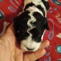 Boy 2 - Black and white male Cavapoo puppy in East Providence, Rhode Island from Marta's Cavaliers