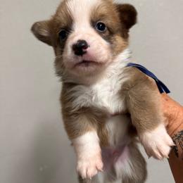 Dallas - Blue male Pembroke Welsh Corgi puppy in Hico, Texas from Chisholm Trail Kennels