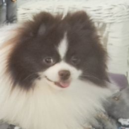 Pomeranians from BEL-FRE POMERANIANS